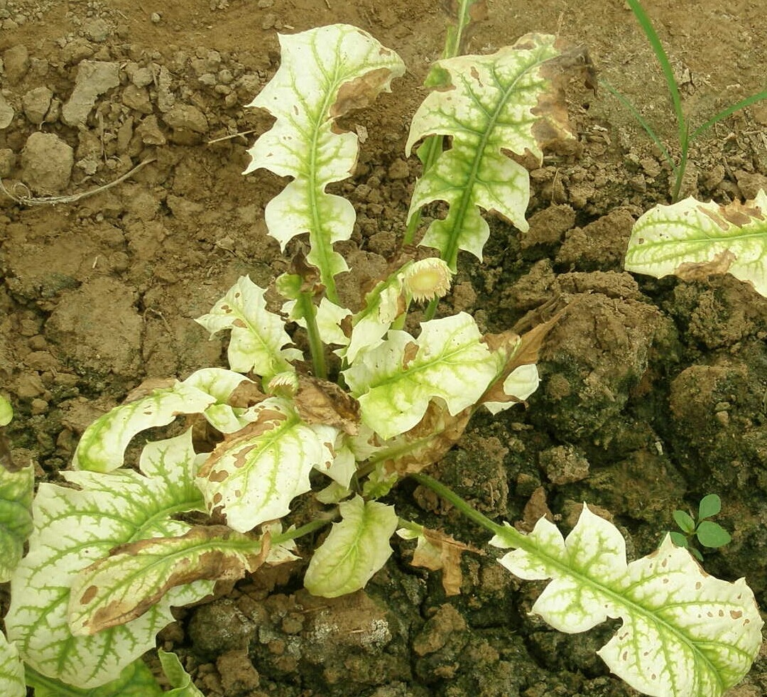 非洲菊心理性黄叶病缘故原由与防治措施